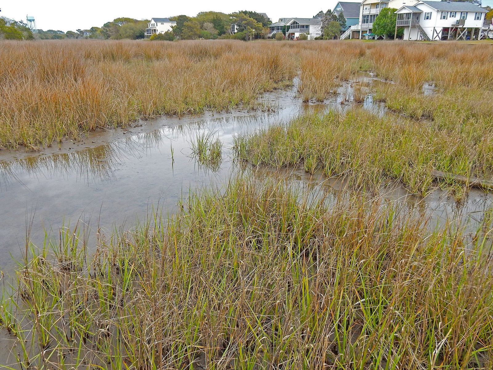Salt marsh grasses and tidal creek along the Davis Canal on Oak Island