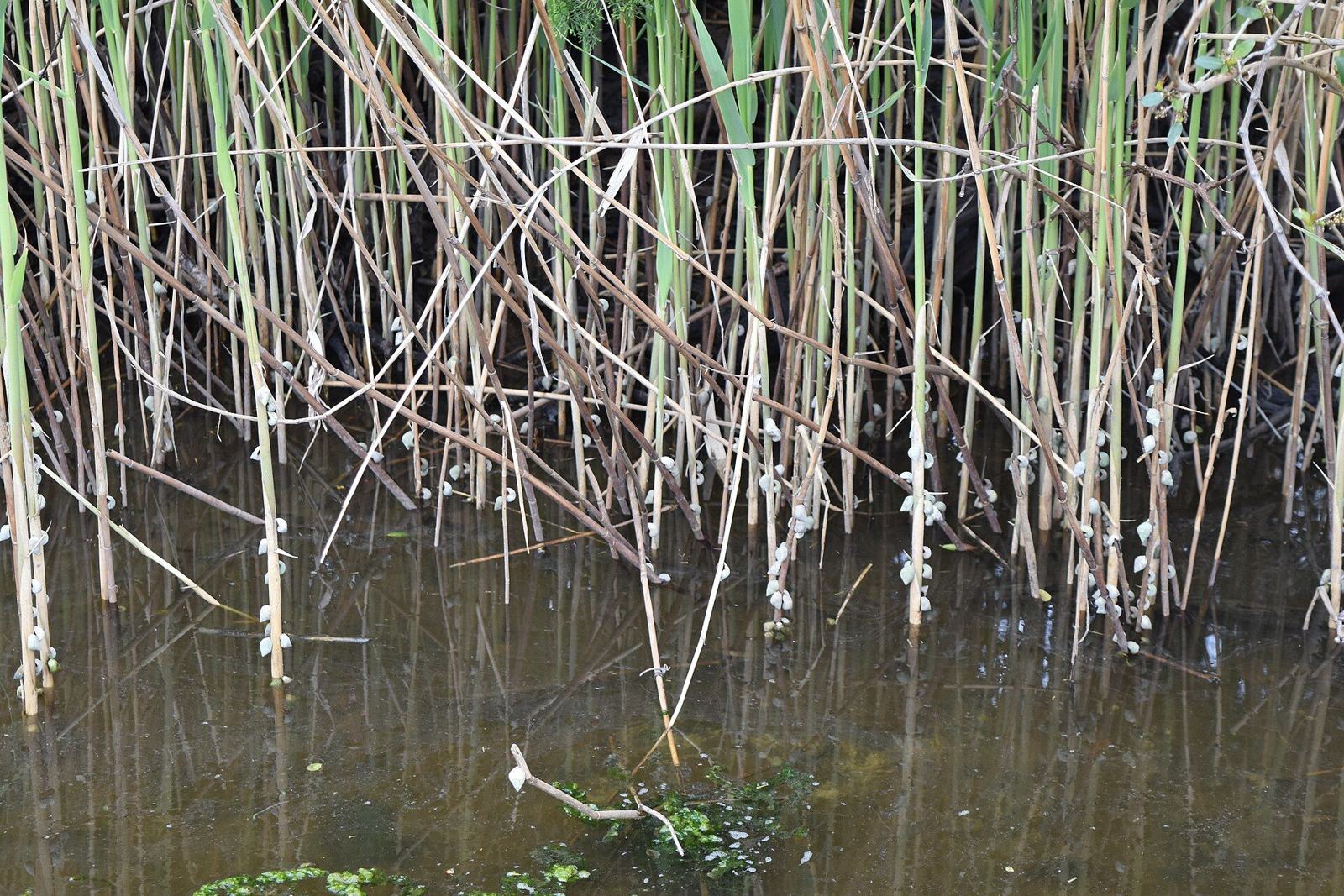 Marsh reeds in the water along the SE 9th Street scenic walkway
