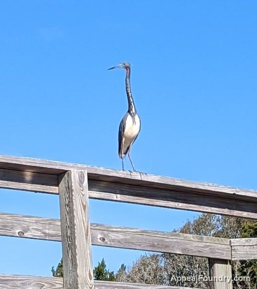 Salt marsh on Oak Island
