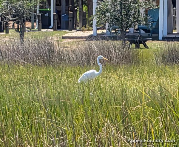 Salt marsh on Oak Island