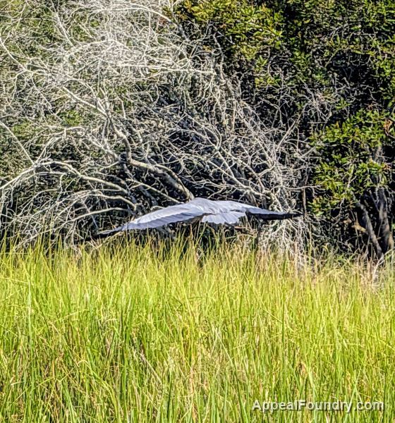 Salt marsh on Oak Island