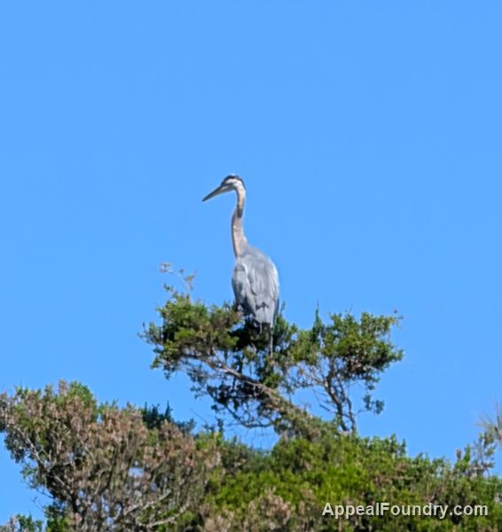 Salt marsh on Oak Island