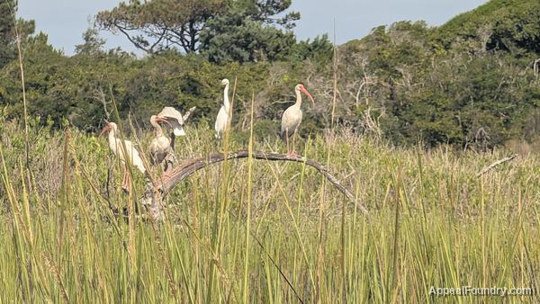 Salt marsh on Oak Island
