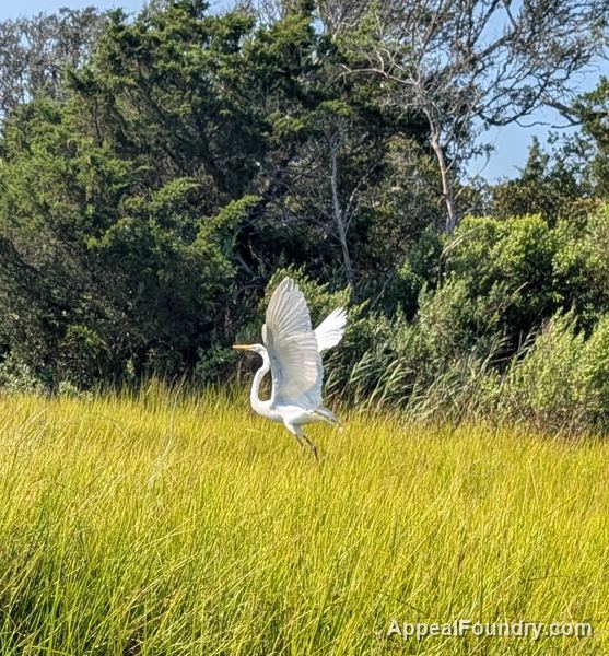 Salt marsh on Oak Island