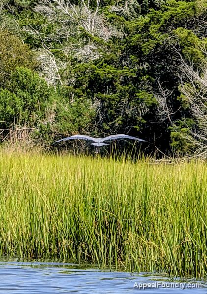 Salt marsh on Oak Island