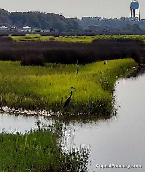 Salt marsh on Oak Island