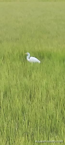 Salt marsh on Oak Island