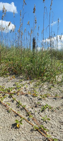 Oak Island beach