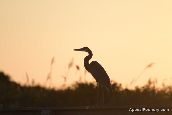 Wildlife on Oak Island