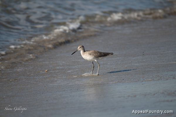 Wildlife on Oak Island