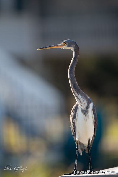 Wildlife on Oak Island