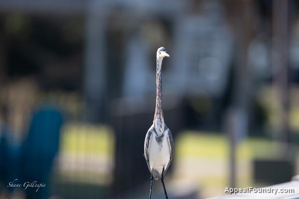 Wildlife on Oak Island