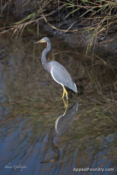 Wildlife on Oak Island