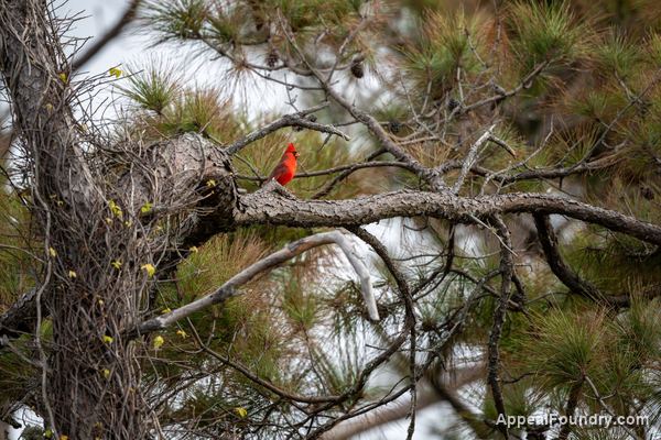 Wildlife on Oak Island