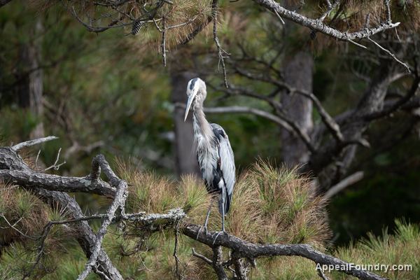 Wildlife on Oak Island