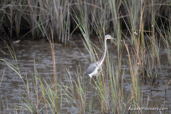 Wildlife on Oak Island