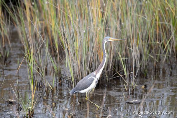 Wildlife on Oak Island