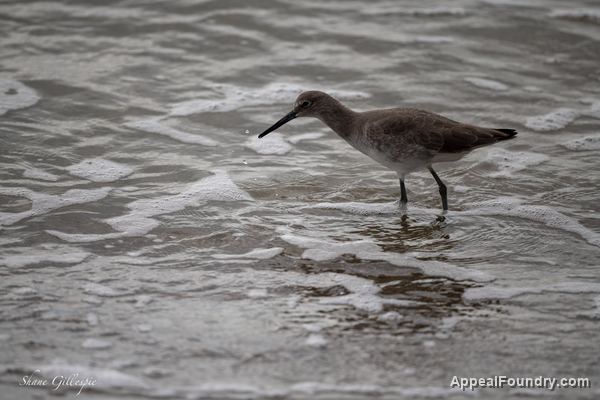 Wildlife on Oak Island