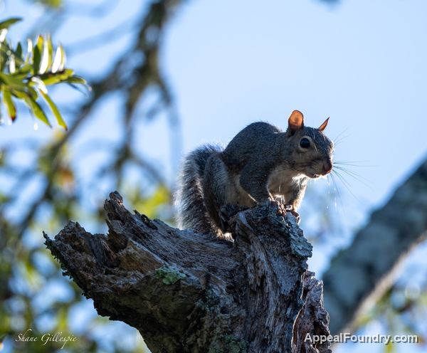 Wildlife on Oak Island
