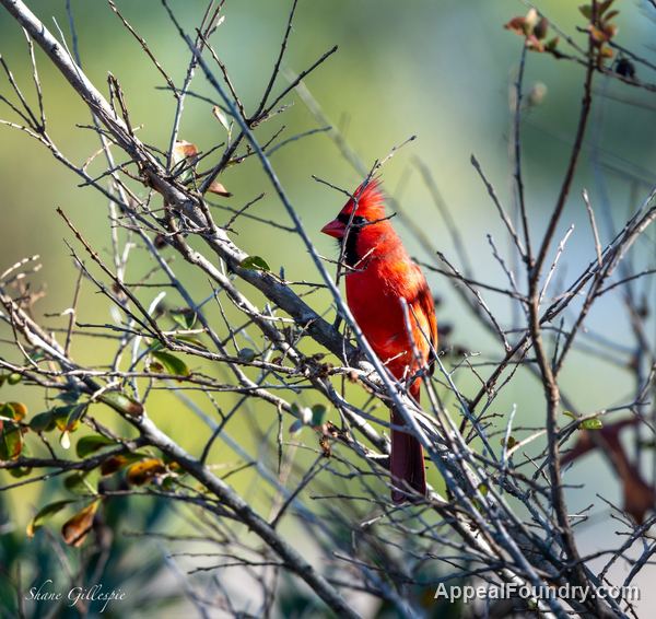Wildlife on Oak Island