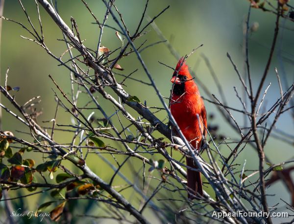 Wildlife on Oak Island
