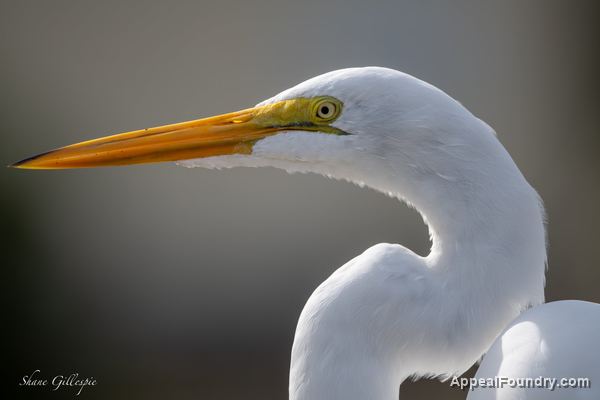 Wildlife on Oak Island